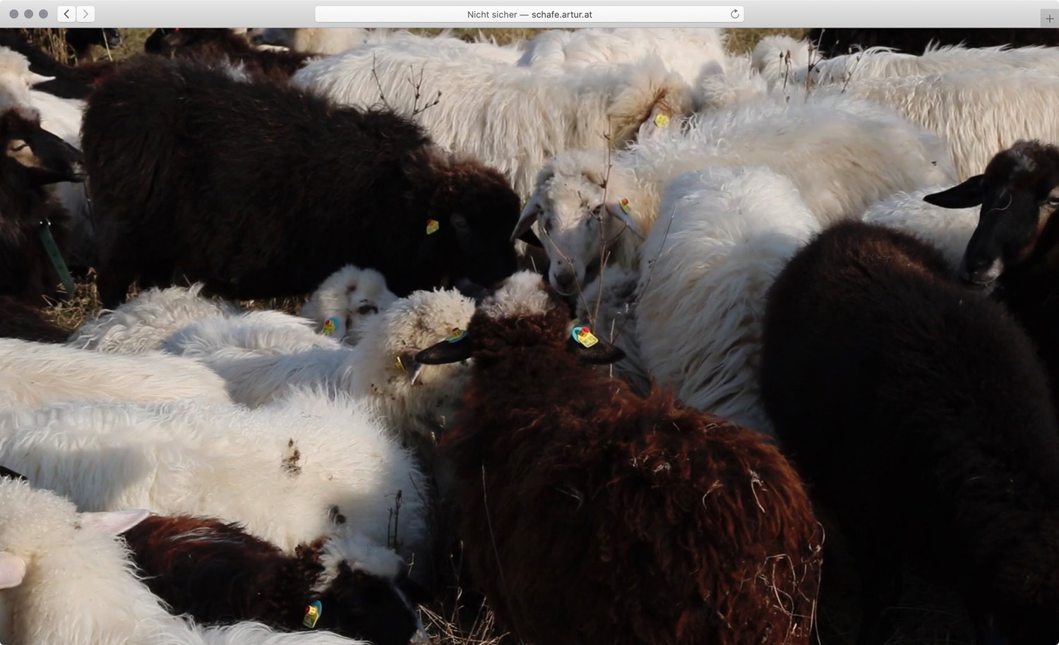 Screenshot of Website (schafe.artur.at)